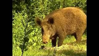 Mit fachgerechten Suhlen Hochwild ans Revier binden (Alte Jagd-Doku von Seasons)