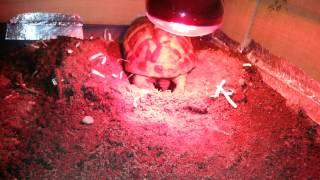 Hermann laying eggs