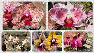 ЦВЕТЕНИЕ Фаленопсисов! Часть 1. Phalaenopsis Orchids!