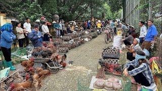  Trực tiếp: Chợ phiên Bắc Hà - Ngày 15/06/2025 - Trời Nắng - Khách Du Lịch Tranh Nhau Mua Đồ Rừng