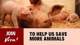 Join Viva! to help us save more animals