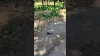 Парк Дубки