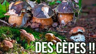 La saison des cèpes débute. L’abondance en forêt est déjà présente !