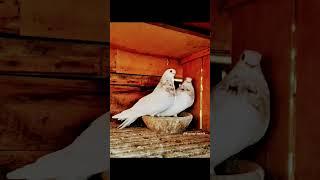 الحمام الصافي