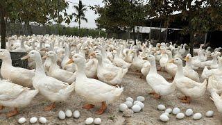 Harvest Duck Eggs  - Effective Duck Egg Business - Duck Farming.