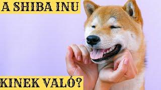 A SHIBA INU! Mit kell tudni róluk?