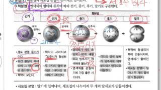 중3  4단원 체세포 분열