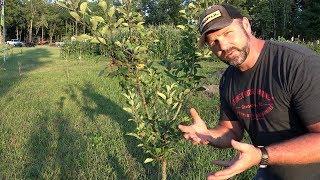 LATE SUMMER FRUIT TREE CARE AND PRUNING