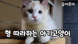 baby cat imitating brother