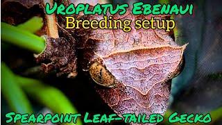 Uroplatus Ebenaui...Spearpoint Leaf-Tailed Gecko