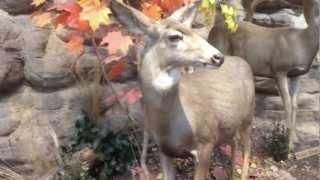 Walking Through Cabela's In Boise, Idaho