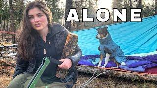 Solo Survival Camping - No tent, Coyotes & Bushcraft