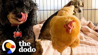 Chicken Sneaks Into House To Lay Eggs In The Cutest Place | The Dodo