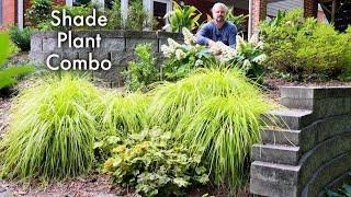 Great Shade Plant Combination for the Garden - Texture, Color, and Contrast