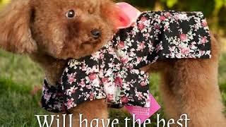 Japanese Pet Kimono - Trendy Pet Club