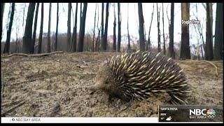 Douglas Thron Infrared Drone Animal Rescue Australia