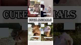 cute animals funny video trending shorts  #funnycomedyshort #cuteanimalsfunnyvideos #funnuanimals