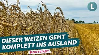 Kampf um regionalen Weizen: Wie eine Initiative den Export stoppen will |WDR Lokalzeit Land.Schafft.