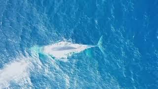 Rare footage of 2 adult pygmy blue whales engaging in intimate courtship