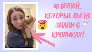 10 ВЕЩЕЙ, КОТОРЫЕ НУЖНО ЗНАТЬ, ПРЕЖДЕ ЧЕМ ЗАВОДИТЬ ДЕКОРАТИВНОГО КРОЛИКА!