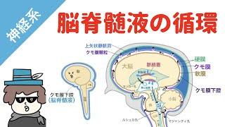 脳脊髄液の産生と循環