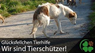 Glücksfellchen - Wir sind Tierschützer!