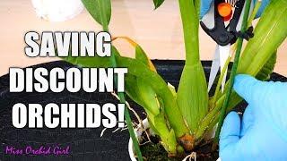 Rejuvenating stressed Oncidium Orchids + Detailed explanations for each step!