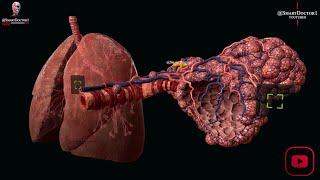 Breath of Life: Exploring the Anatomy and Function of the Lungs. 🫁