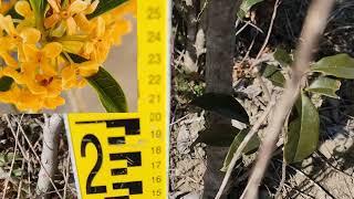 금목서 묘목 1메타 500주 남았습니다 #금목서 #은목서# 향기나는꽃 #나무