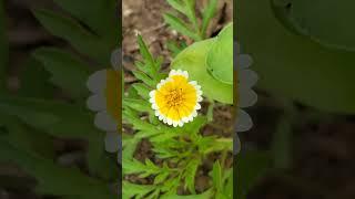 Layia platyglossa, Tidy Tips, a native annual wildflower in the Asteraceae family #flowers #nature