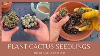 Let's Repot Cactus Seedlings | How to Repot a Cactus Seedling | Pricking Cactus Seedlings