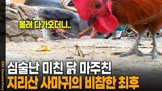 "야..어디가냐?" 천적 닭 마주친 사마귀, 도망가 보지만 결국.. | KBS 20130206 방송
