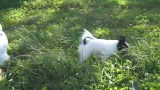 Kennel FCI "DZHERMANOTTA ROYALS". Puppies Litter "A"