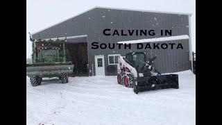 New Calves / Snowblowing / Barn Tour