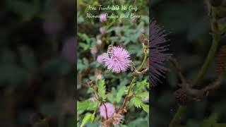 Hoa Trinh Nữ Và Ong ( Mimosa pudica and Bees ) / #shorts