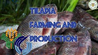 Sustainable Tilapia farming in the Philippines | Tilapia Culture