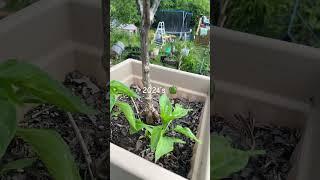 🫑Best Peppers to Grow in Zone 5 - Container Gardening