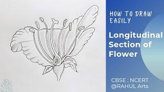 How to draw Longitudinal Section of Flower | L.S of a Flower ; Class 10