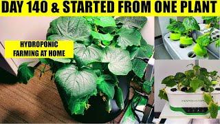 HYDROPONIC FARMING AT HOME - YEAR LONG HARVESTS