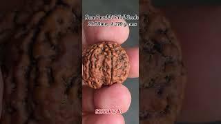 7 mukhi rudraksha #rudraksha #shani #money #omrudraksha #rudrakshabenefits