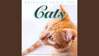 Relaxing Music For Cats