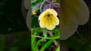 Swamp foxglove, a species of Centranthera #photography #shorts #macro #viral #nature #flowers