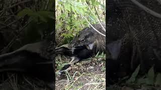 komodo dragon unique coloration #komodo #komododragons