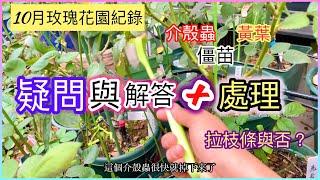 【10月花園】爬藤玫瑰這時是否拉枝條？黃葉.介殼蟲處理.僵苗..綜合問題