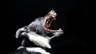 The 10 Most Dangerous Dog Breeds