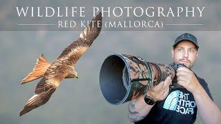 Red Kites - Wildlife Photography (Mallorca) Nikon Z6 II