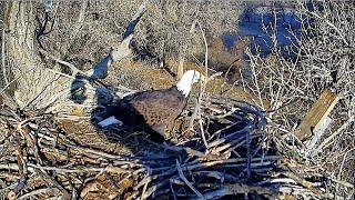 Ma brings a stick in; they come back to the nest in the evening. Fort St  Vrain Eagles 2024 11 12