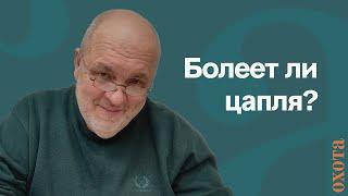 Болеет ли цапля? Валерий Кузенков о заражении цапель.