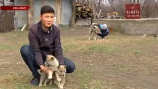 Подросток из Алматинской области вывел гибрид собаки и волка (31. 03.17)