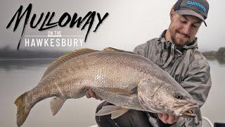 Chasing Metre Mulloway on the Hawkesbury River with Rhys Kennedy!